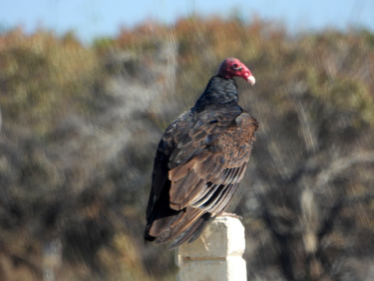 Urubu à tête rouge - ML595292041