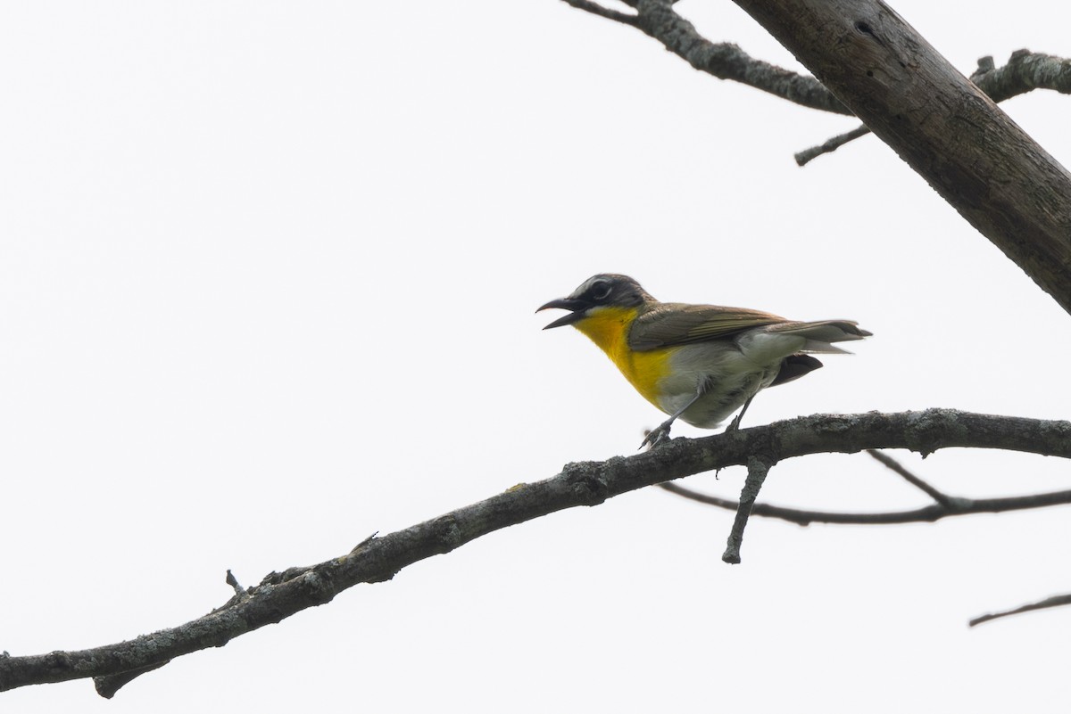 Yellow-breasted Chat - ML595292541