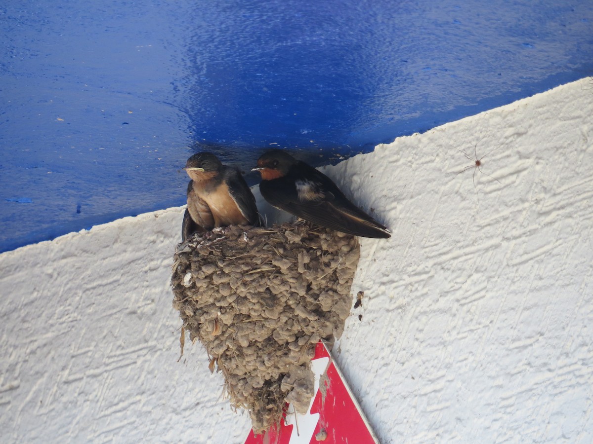 Barn Swallow - Jesus  Atondo