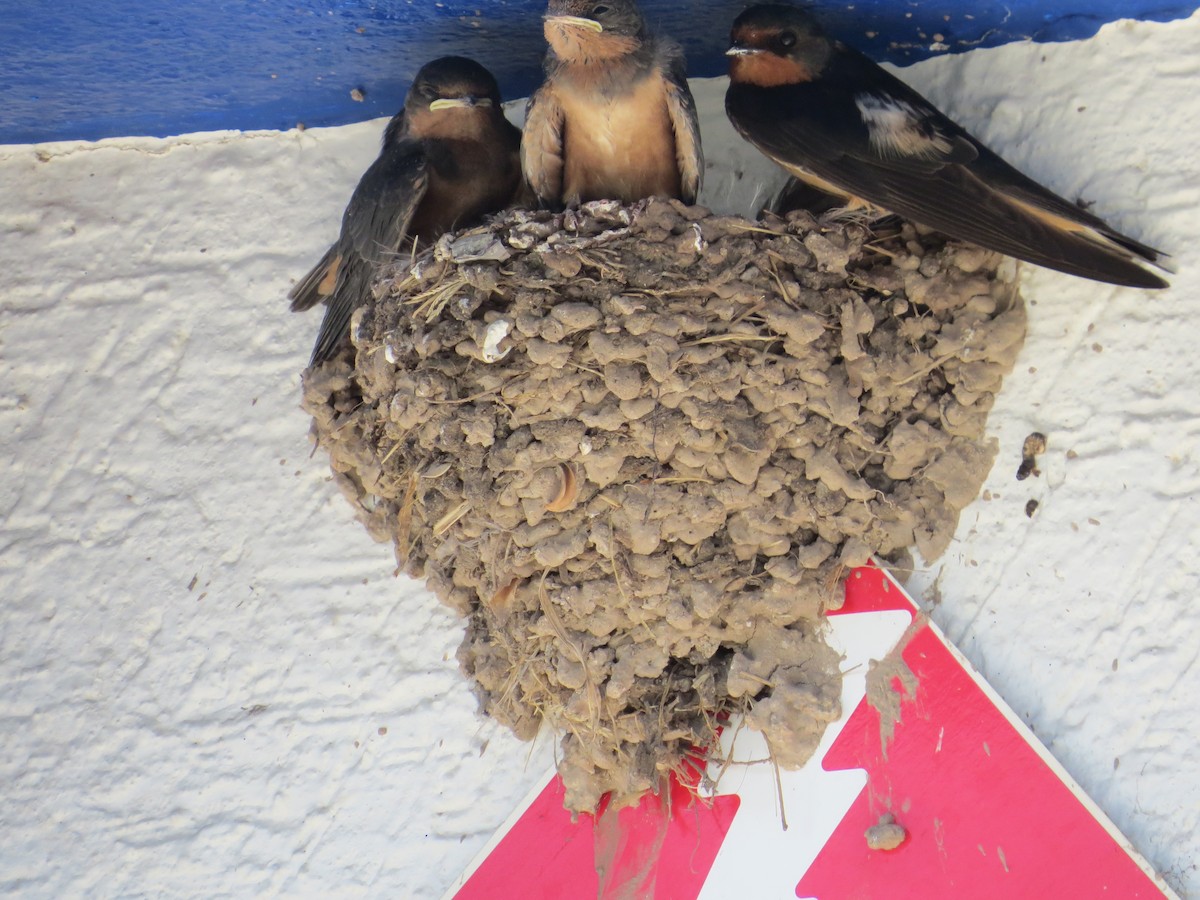 Barn Swallow - ML595292761