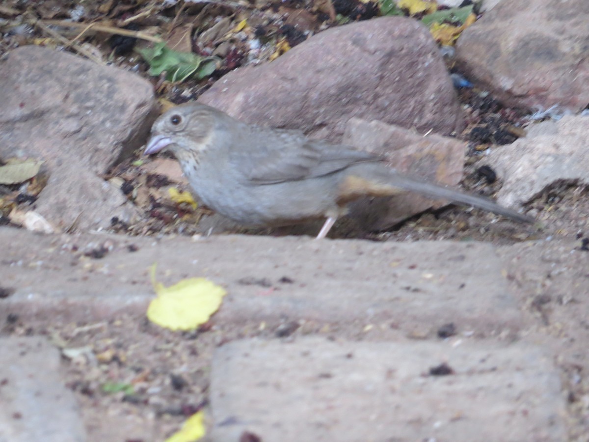 Rufous-crowned Sparrow - Jesus  Atondo