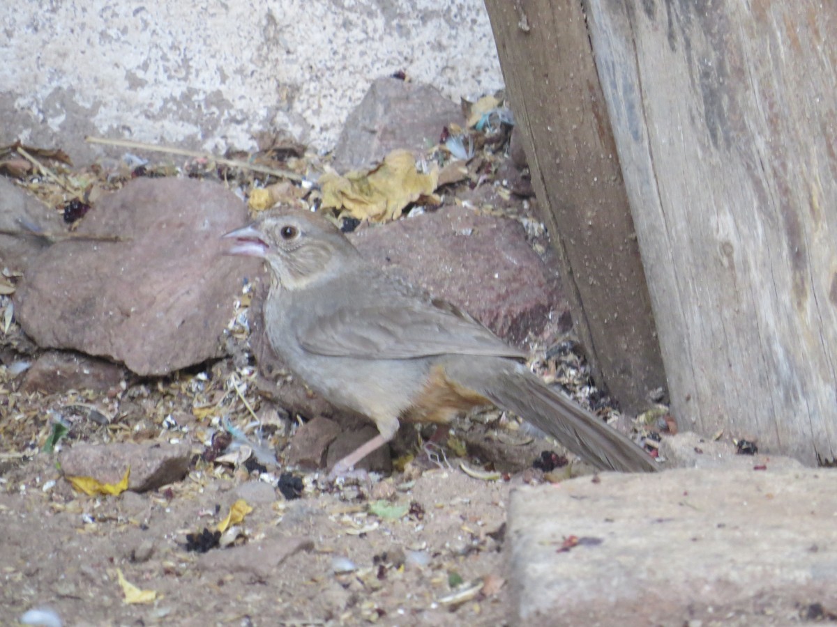 Rufous-crowned Sparrow - Jesus  Atondo