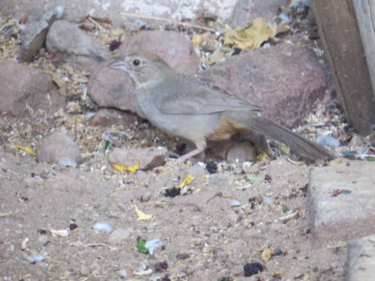 Rufous-crowned Sparrow - Jesus  Atondo