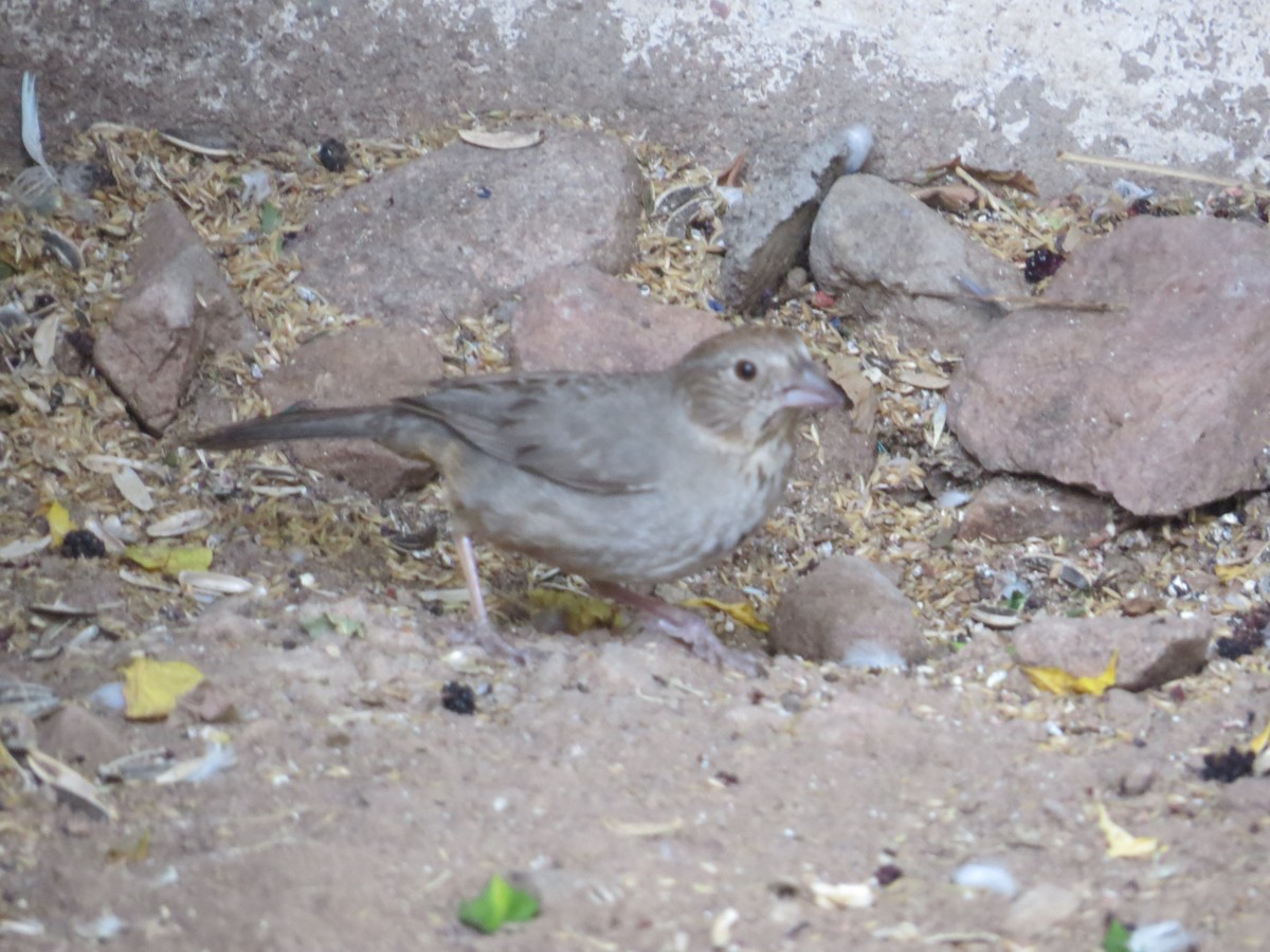 Rufous-crowned Sparrow - Jesus  Atondo