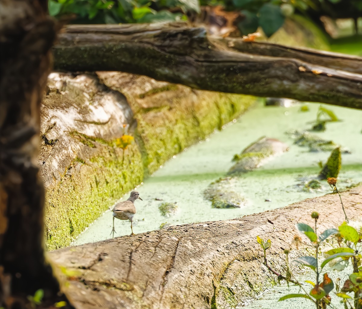 Spotted Sandpiper - ML595294871