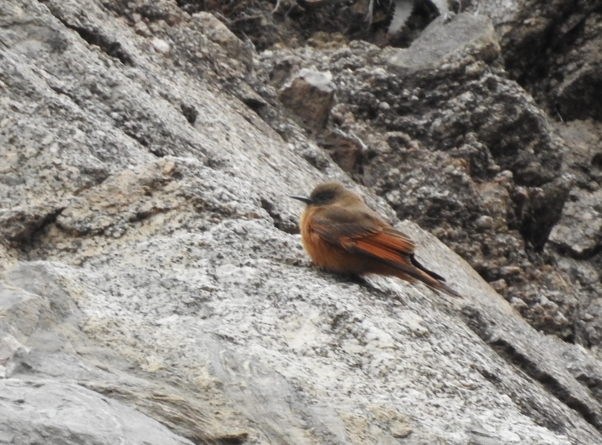 Cliff Flycatcher - ML595295461