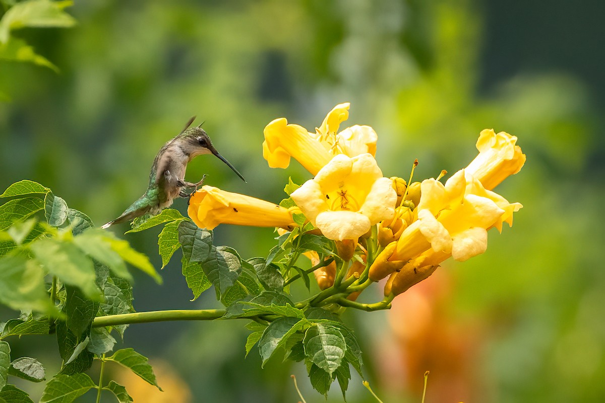 Ruby-throated Hummingbird - ML595295521