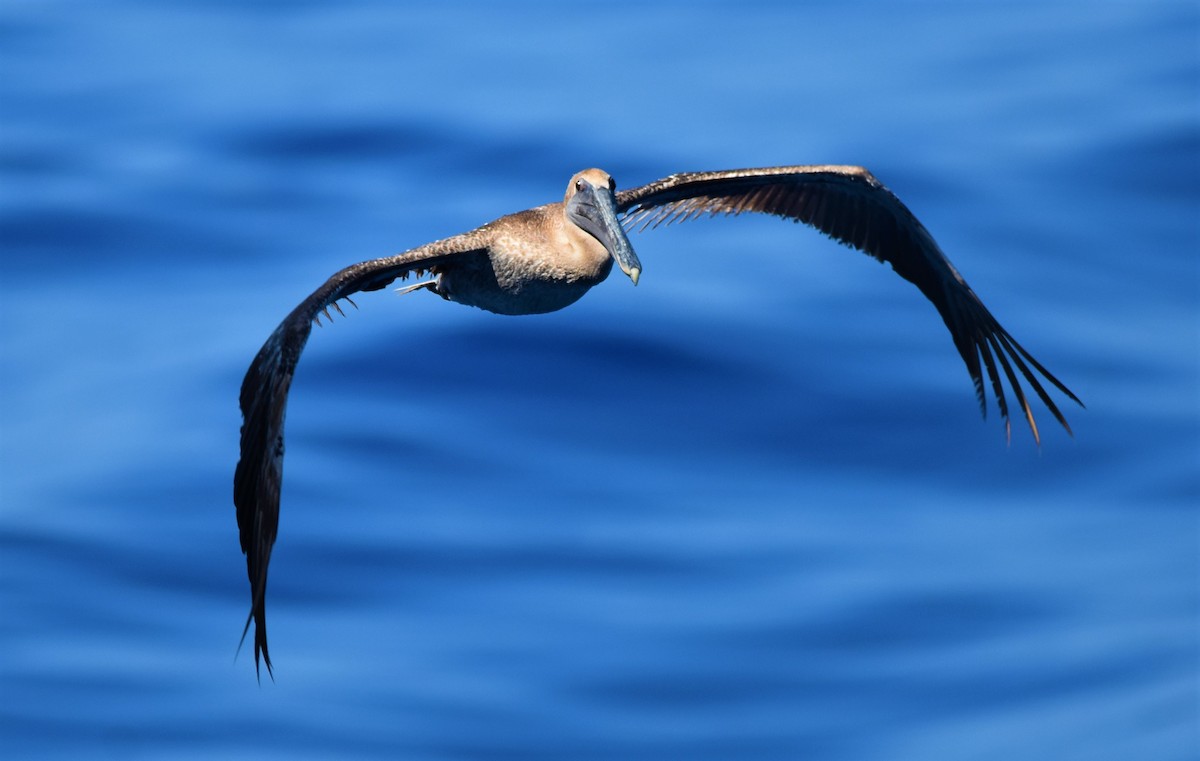 Brown Pelican - ML595295671