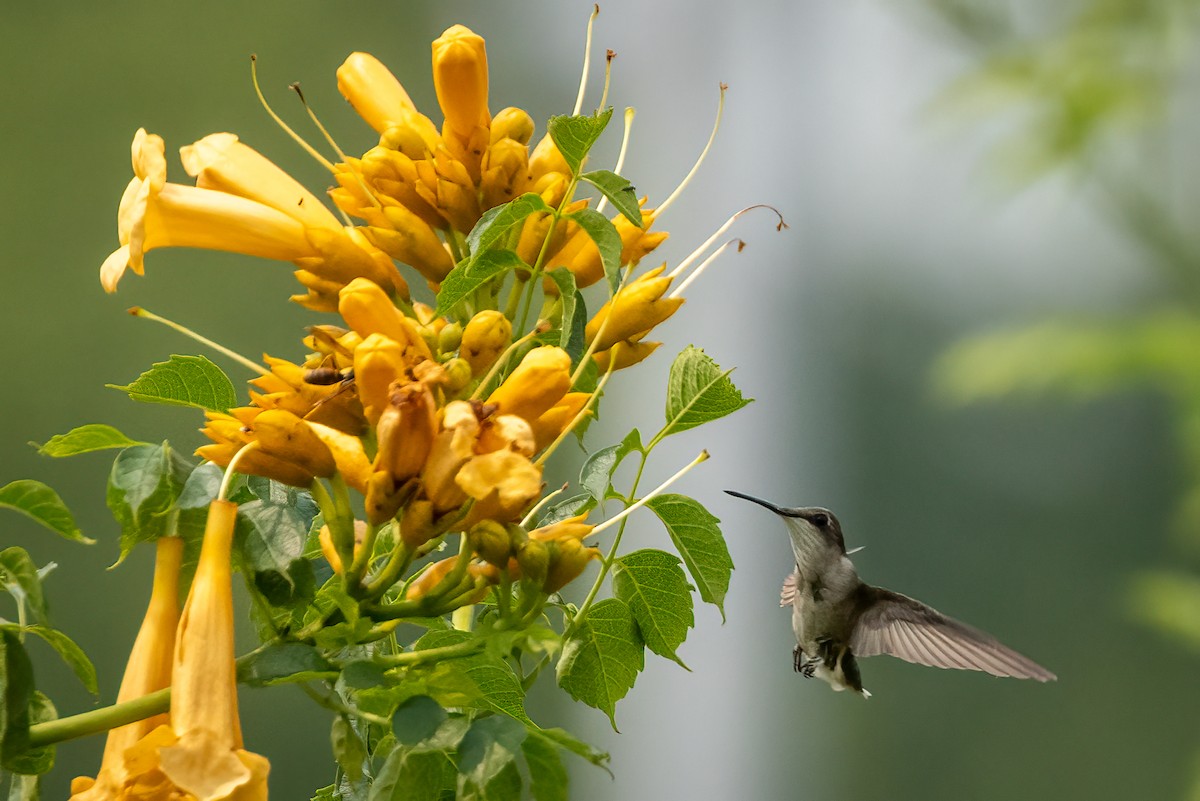 Ruby-throated Hummingbird - ML595295841