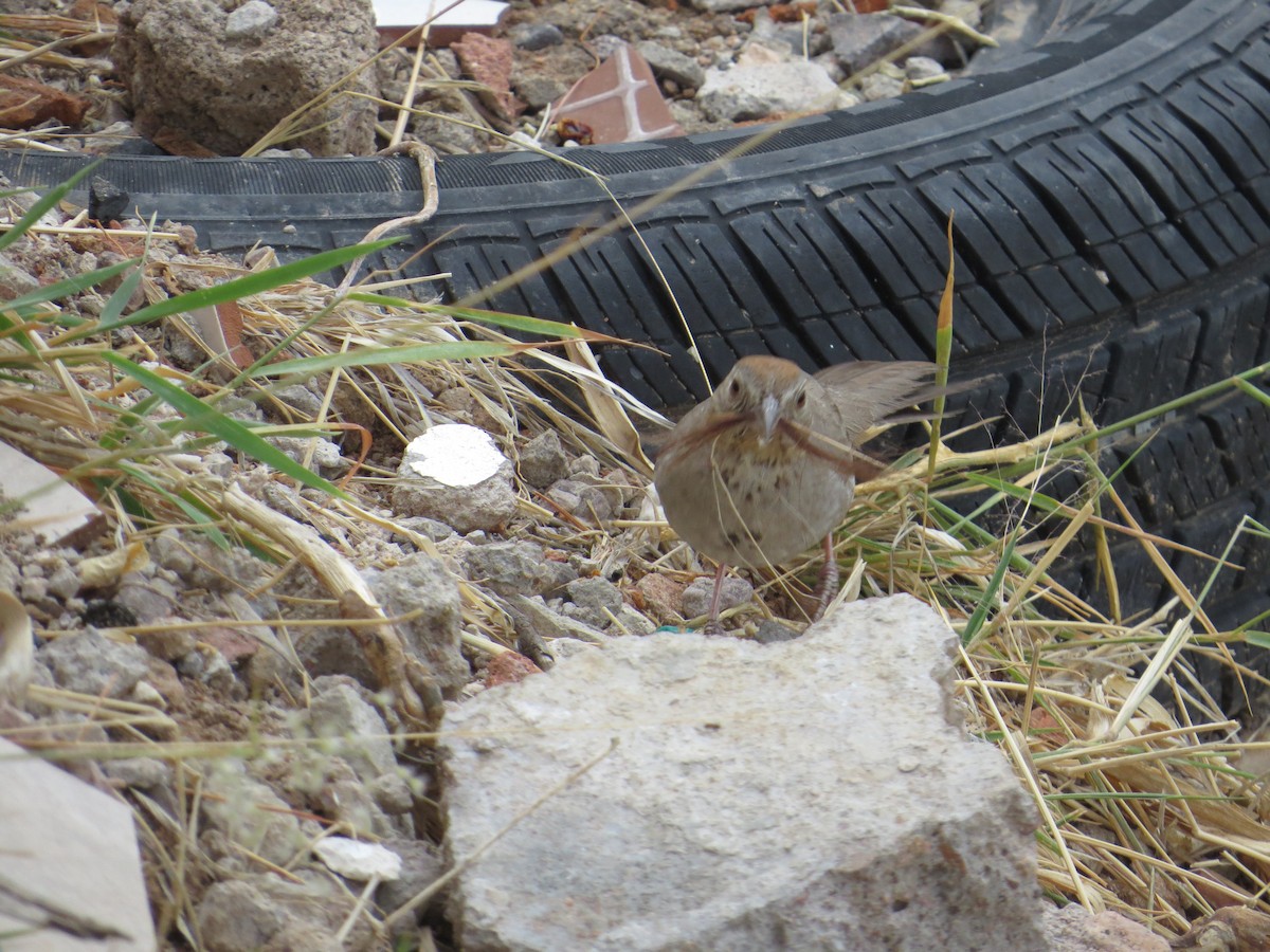 Rufous-crowned Sparrow - Jesus  Atondo