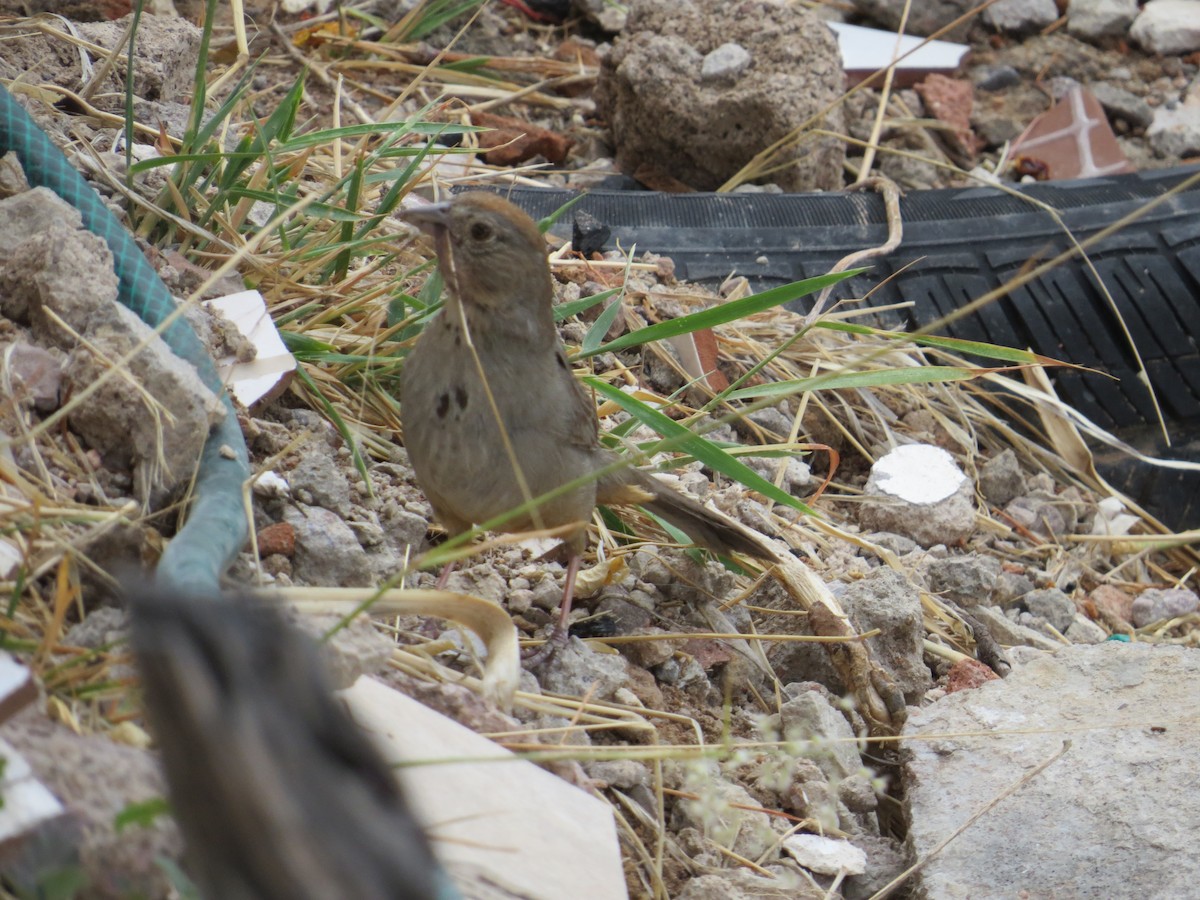 Rufous-crowned Sparrow - Jesus  Atondo