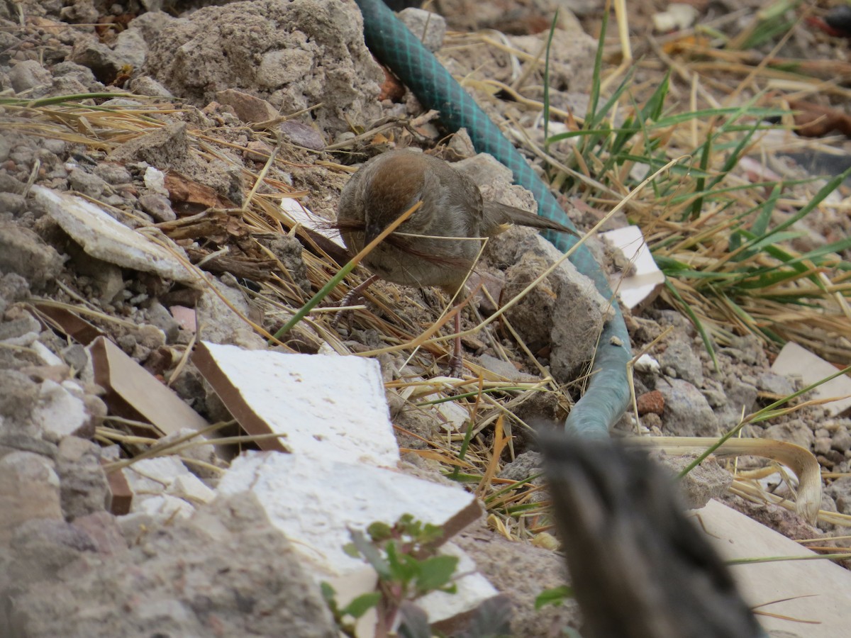 Rufous-crowned Sparrow - Jesus  Atondo