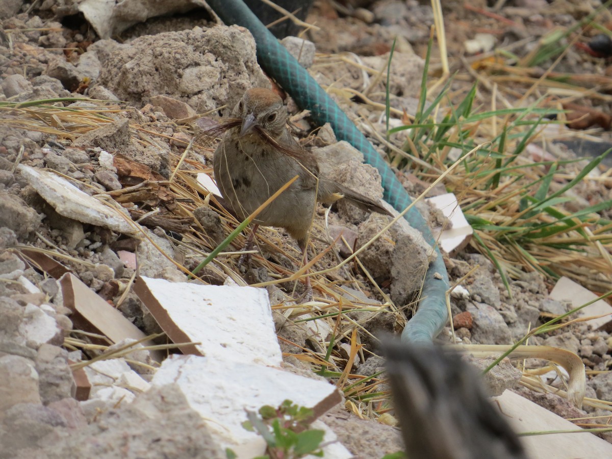 Rufous-crowned Sparrow - Jesus  Atondo