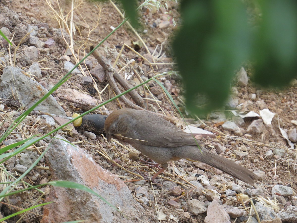 Rufous-crowned Sparrow - Jesus  Atondo