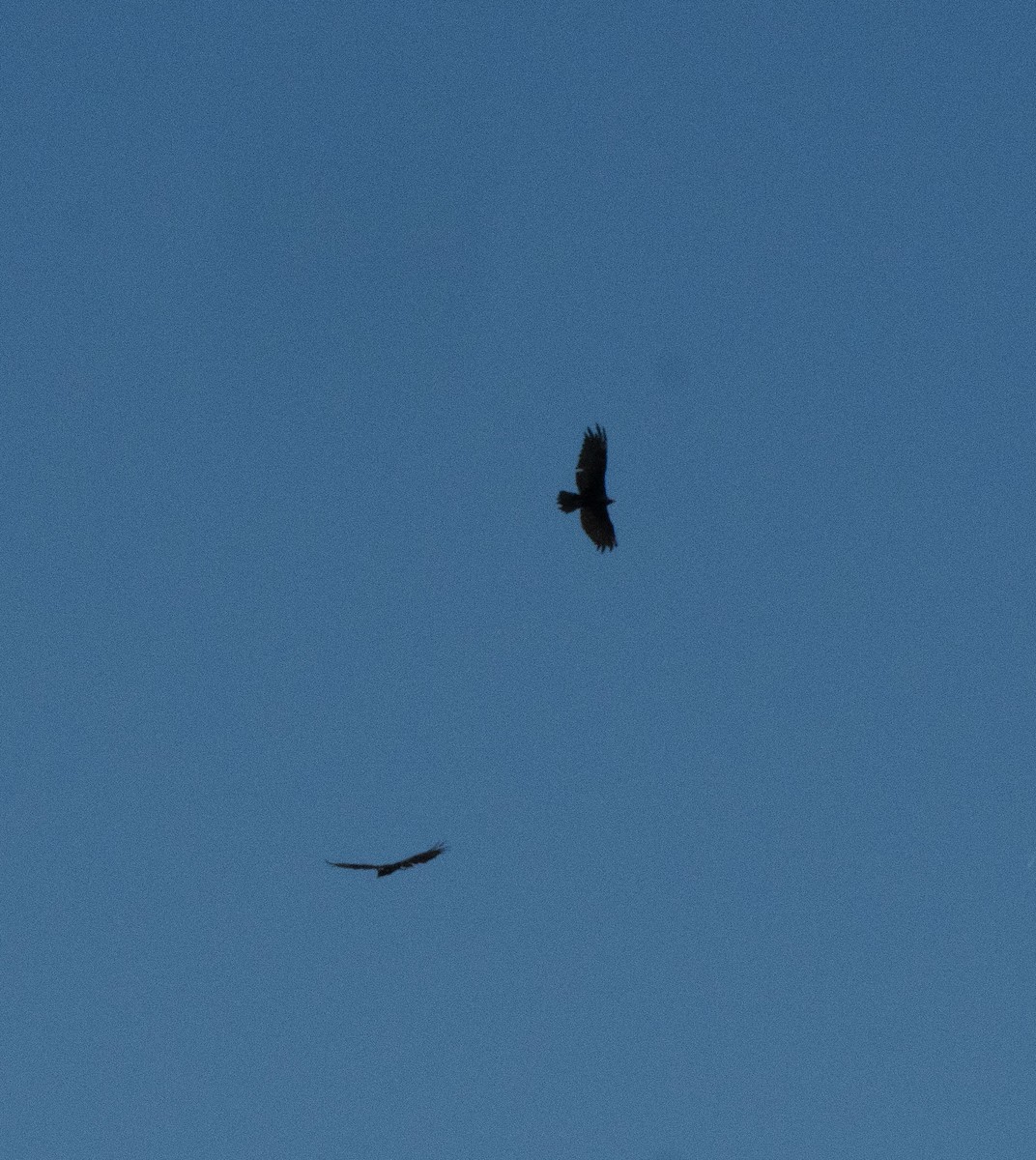 Turkey Vulture - ML595296601