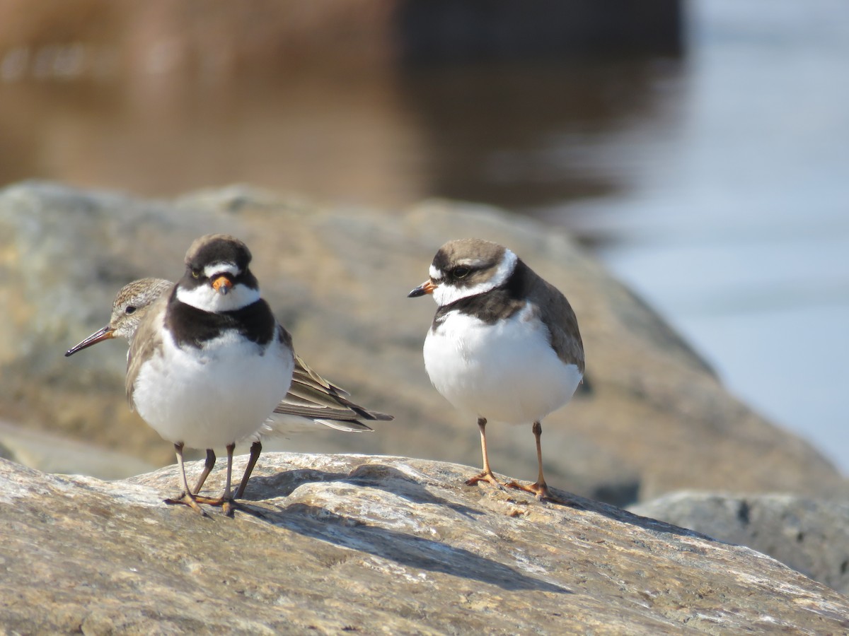 Semipalmated Plover - ML595296751