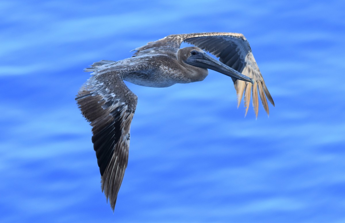 Brown Pelican - Mark Greene