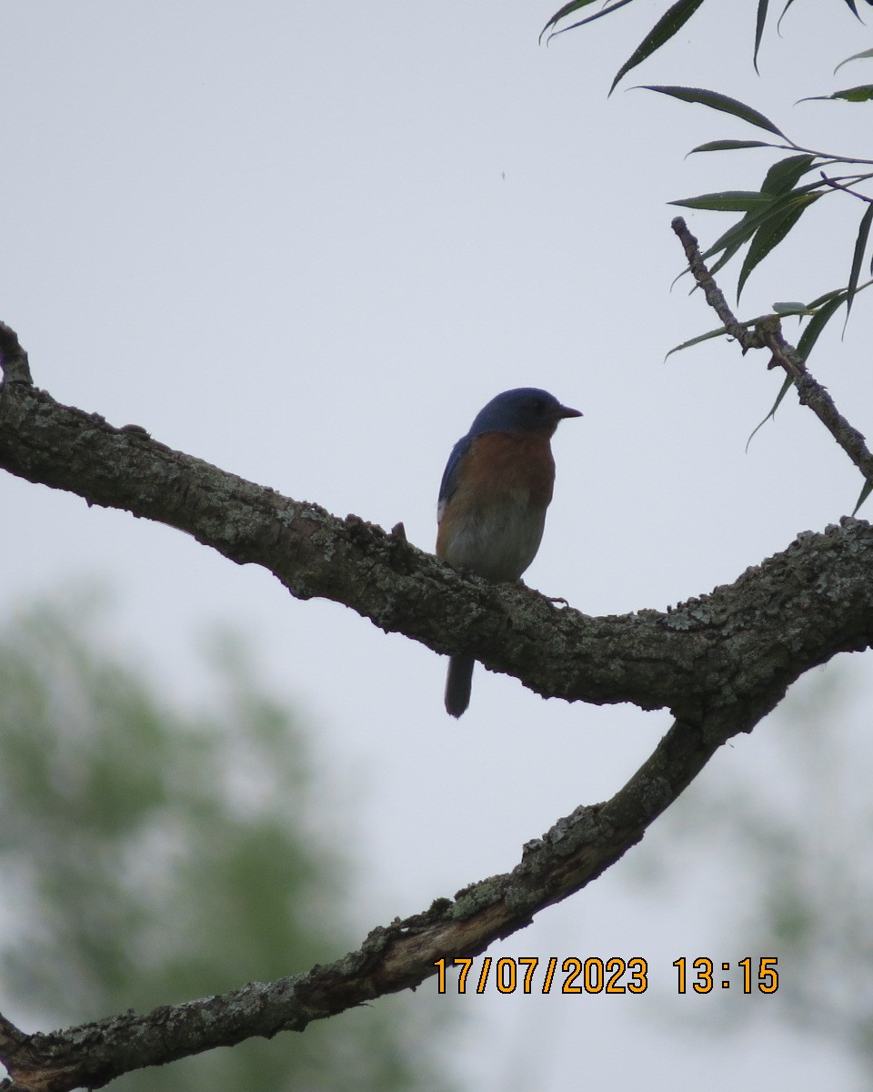 Eastern Bluebird - ML595298551