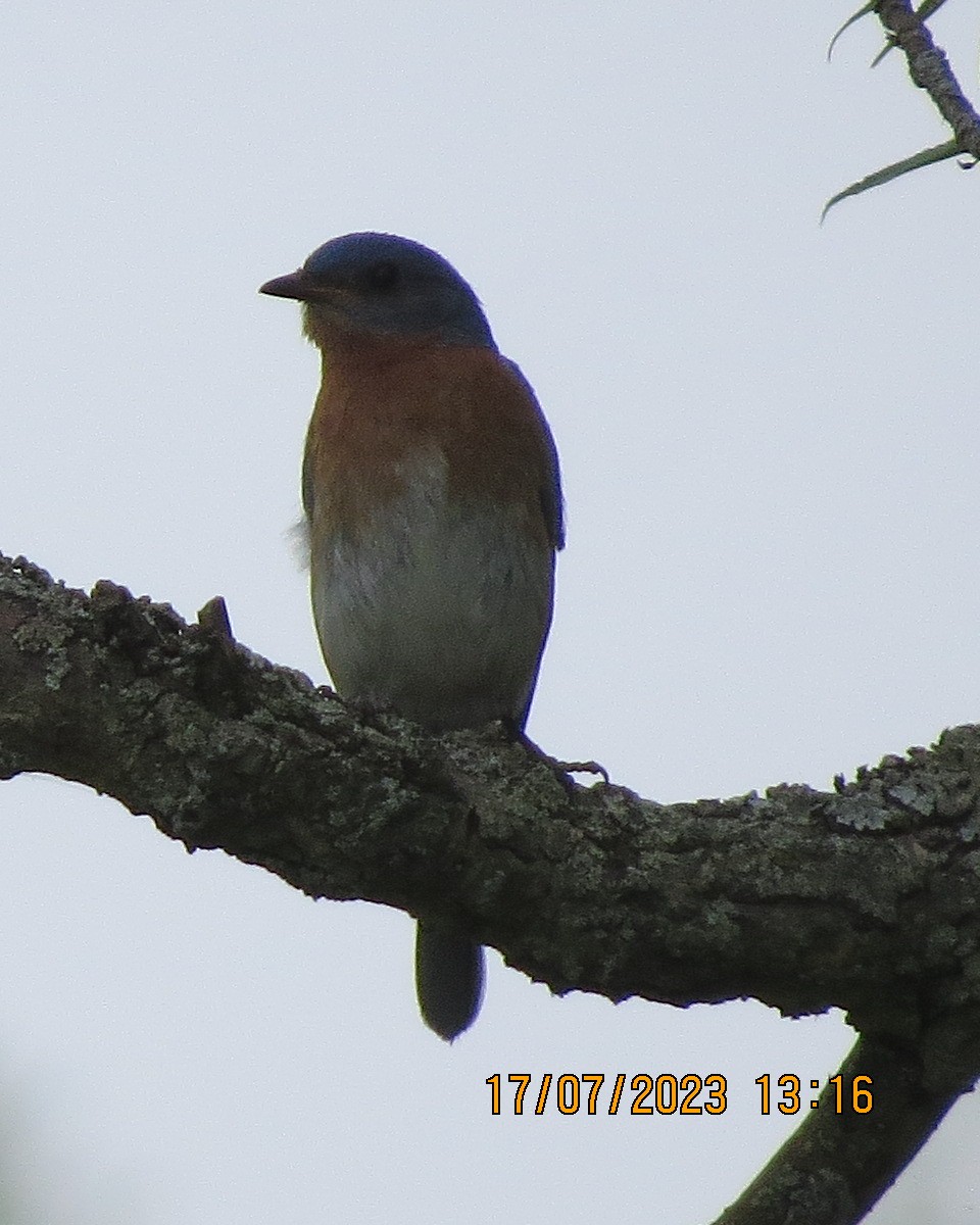 Eastern Bluebird - ML595298561