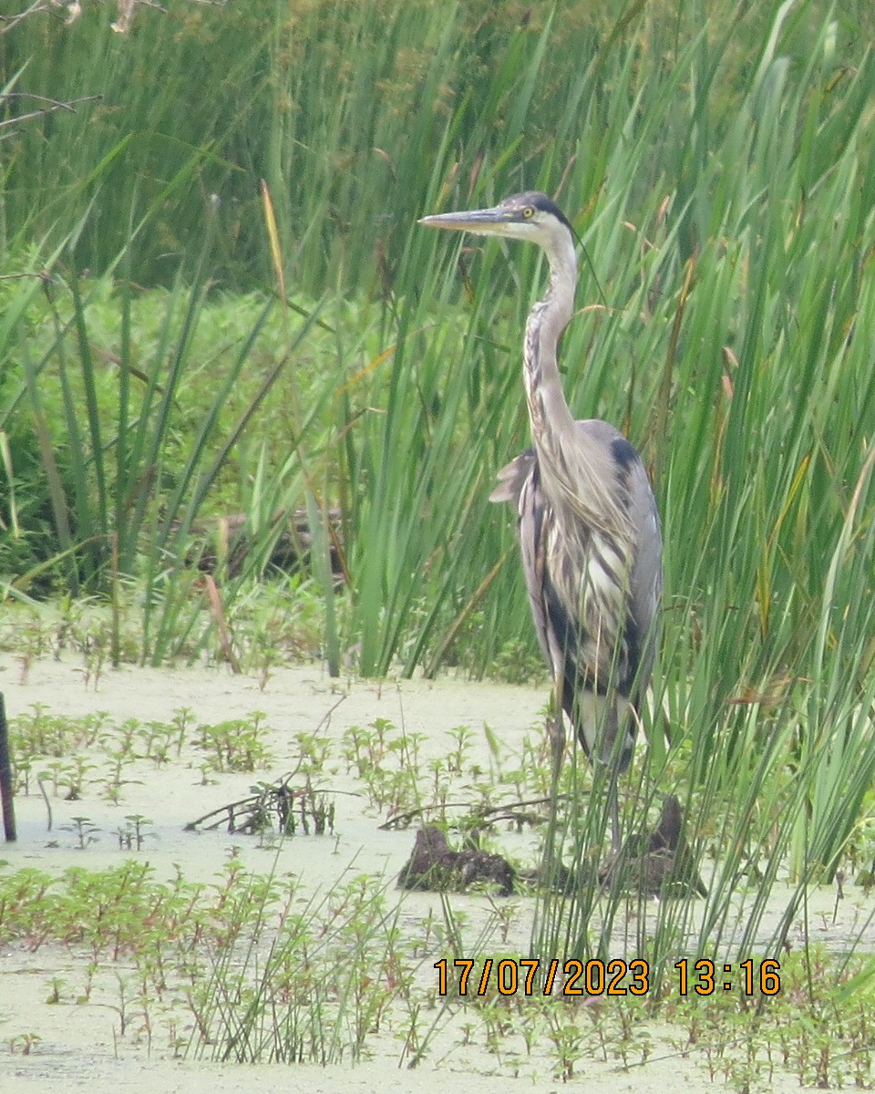 Great Blue Heron - ML595298591