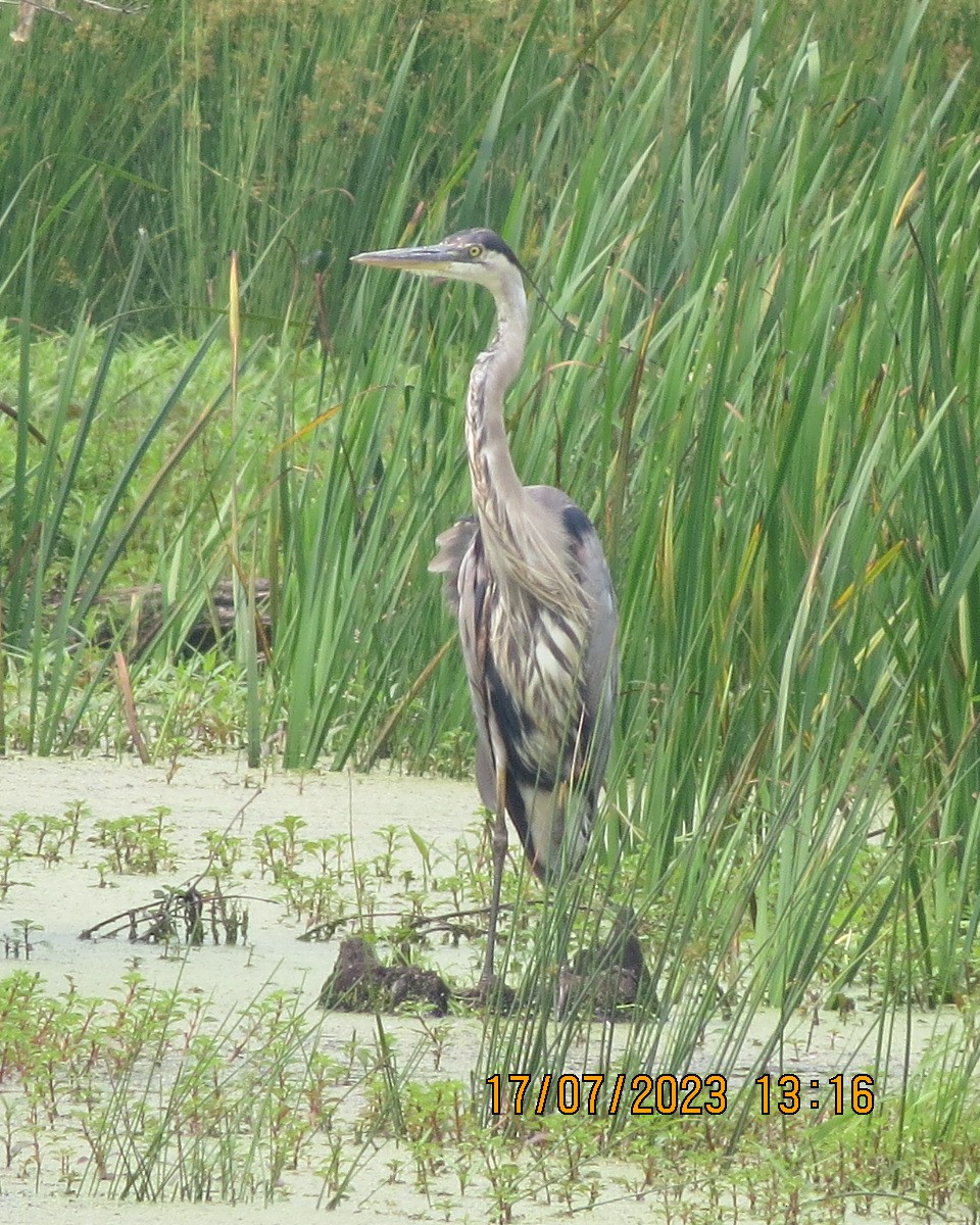 Great Blue Heron - ML595298601