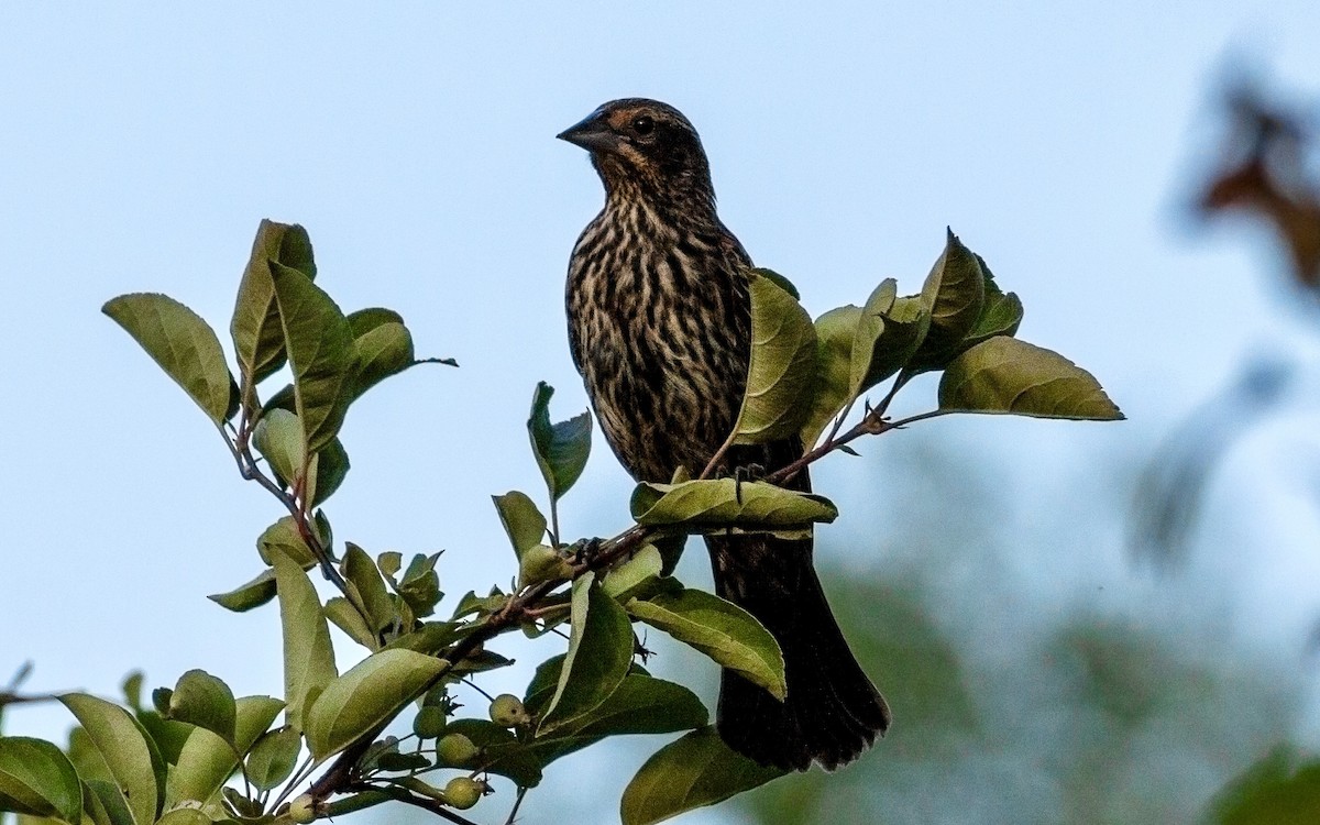 Red-winged Blackbird - ML595299061