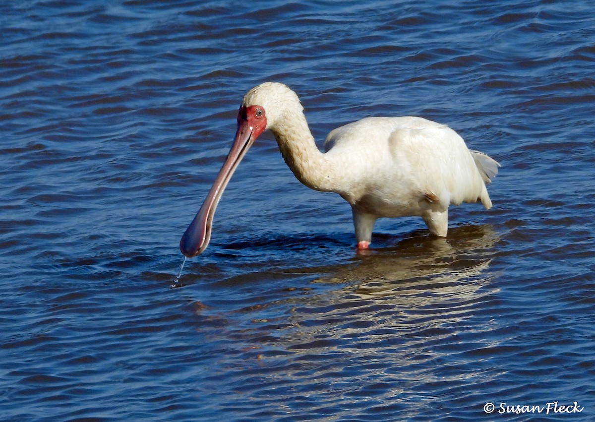 African Spoonbill - Susan Fleck