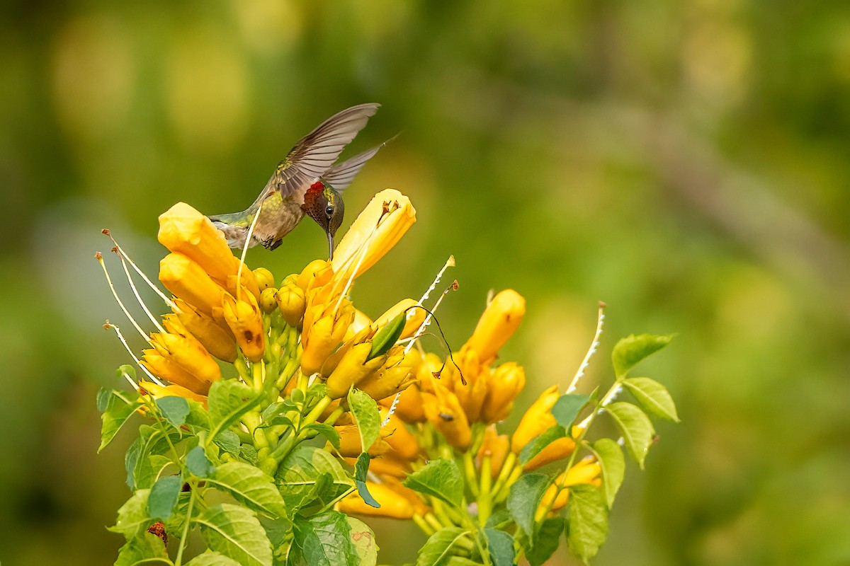 Ruby-throated Hummingbird - ML595299381