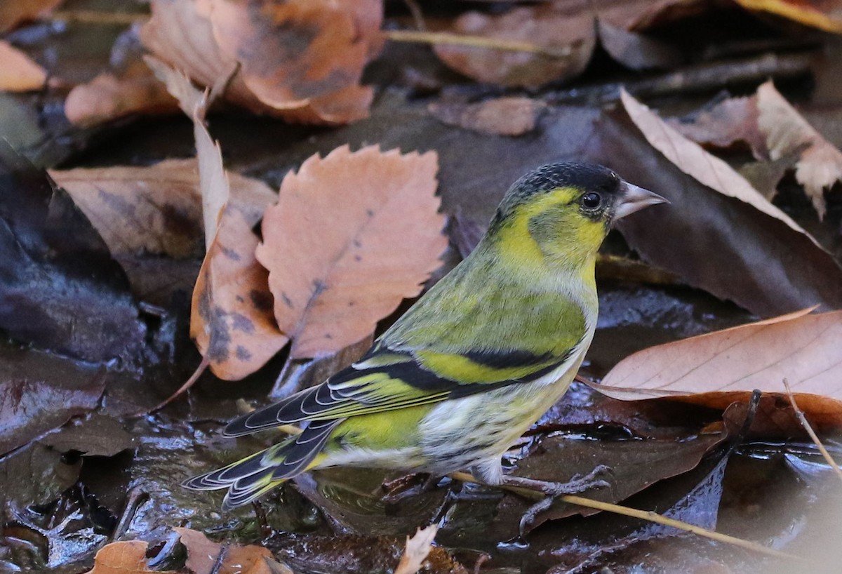 Eurasian Siskin - Akira Nakanishi