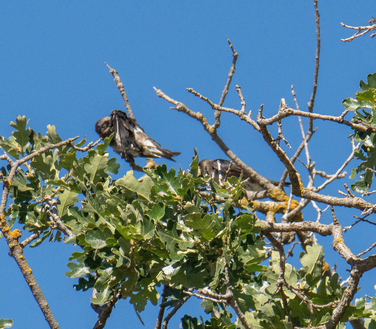 Purple Martin - ML595299701