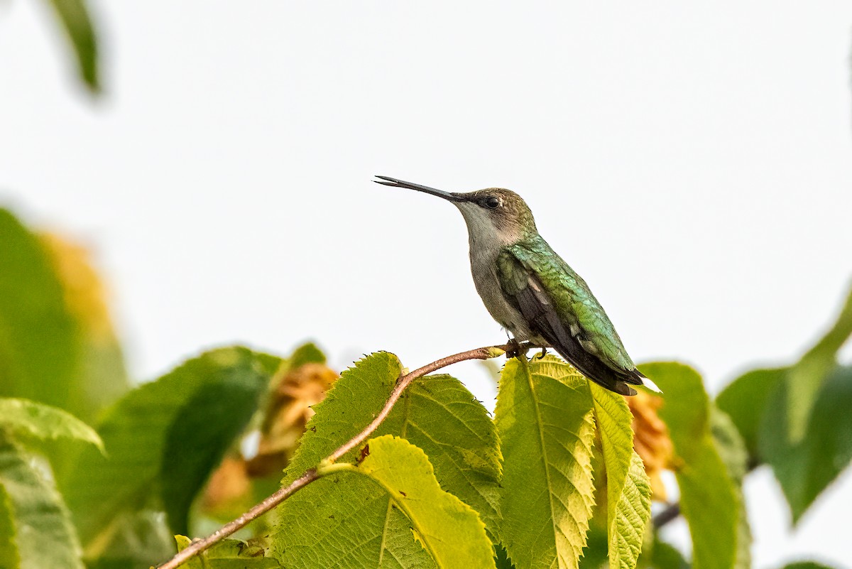 Ruby-throated Hummingbird - ML595299851