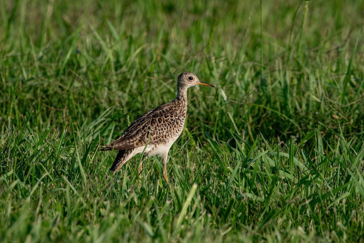 Upland Sandpiper - Clay Billman