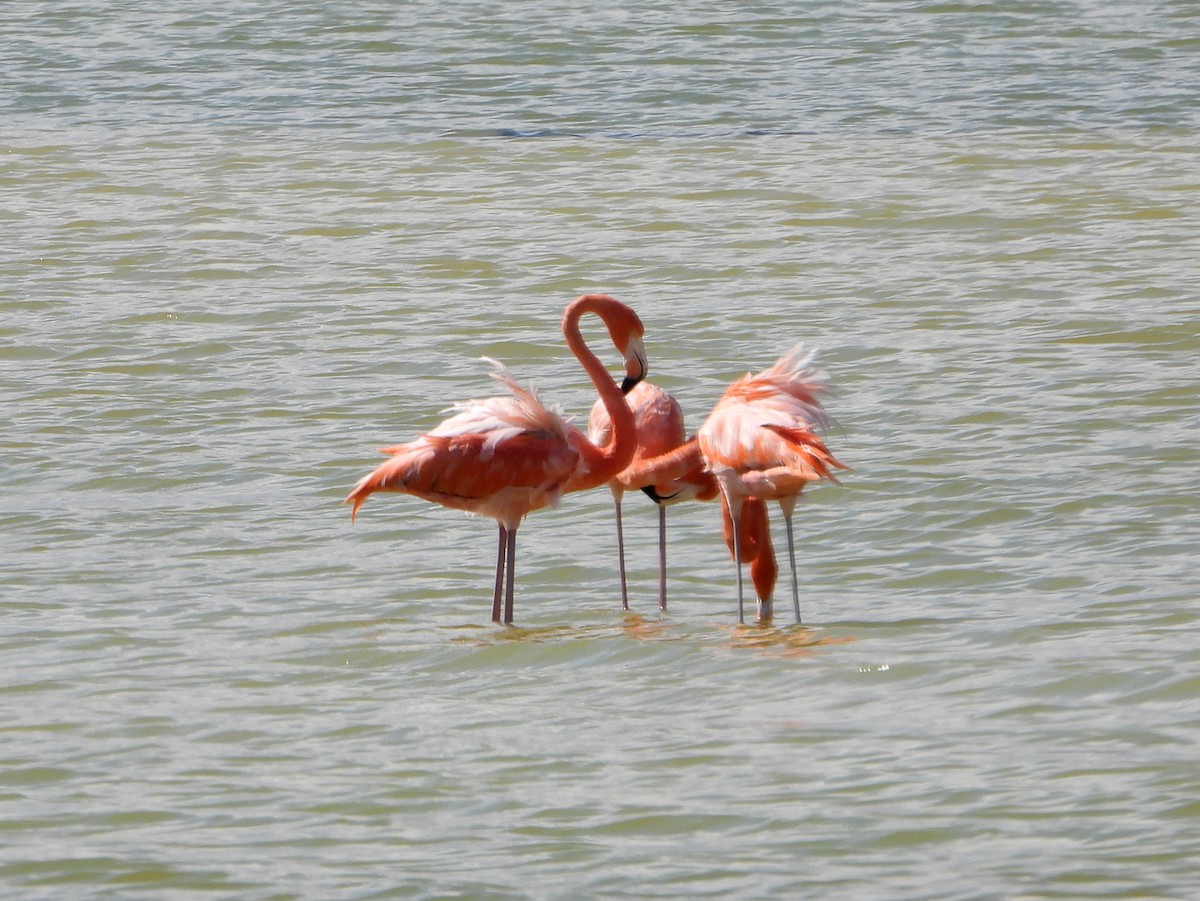 Amerika Flamingosu - ML595300761