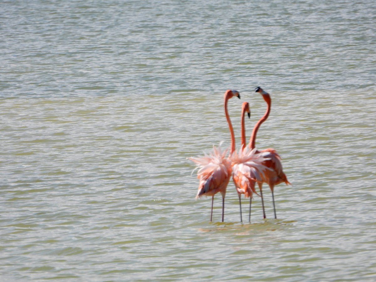 American Flamingo - ML595300771