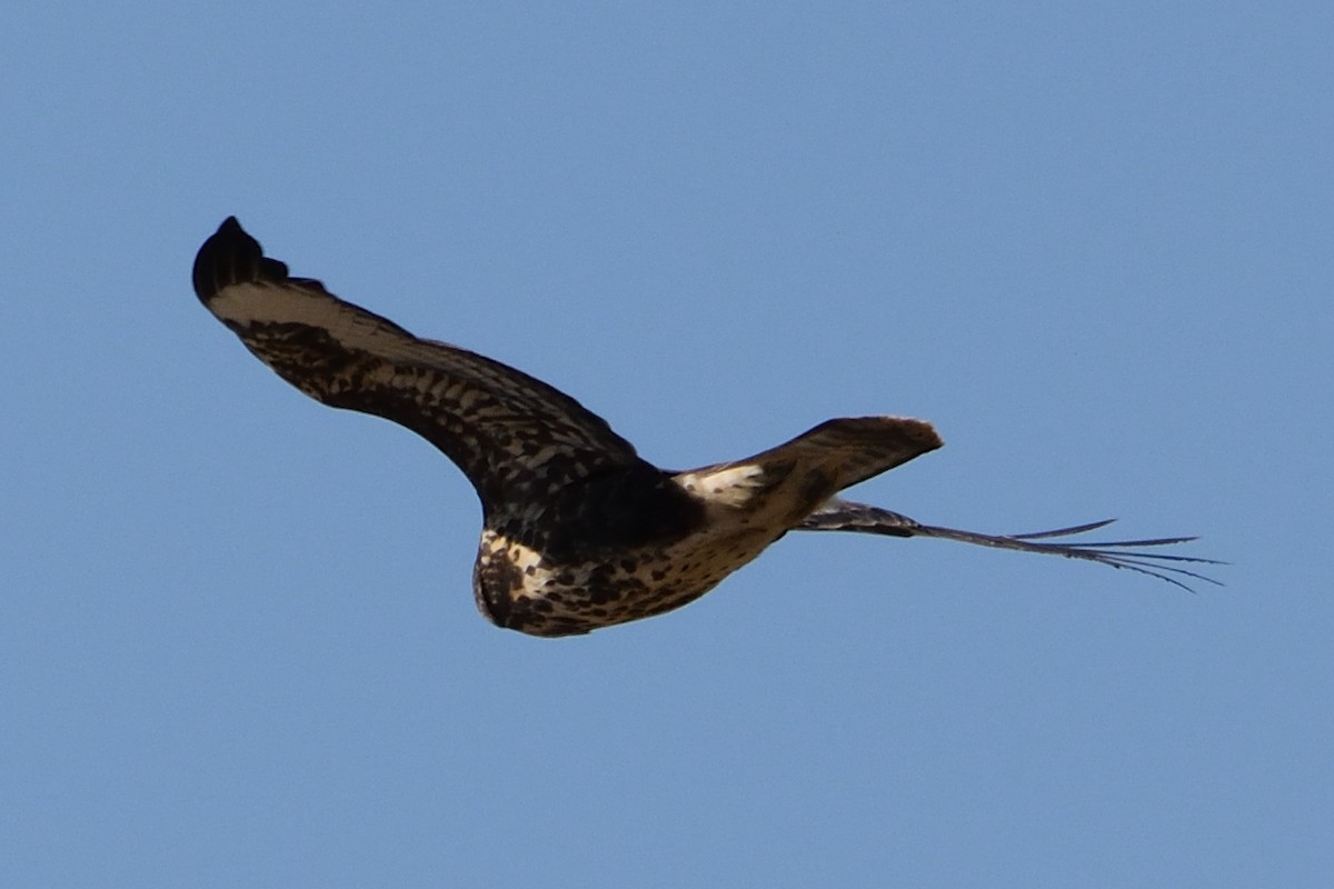 Common Buzzard - ML595300841