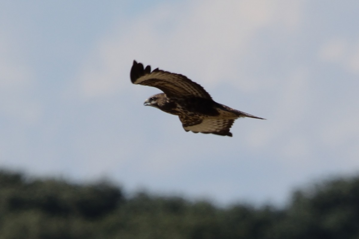 Common Buzzard - ML595300851