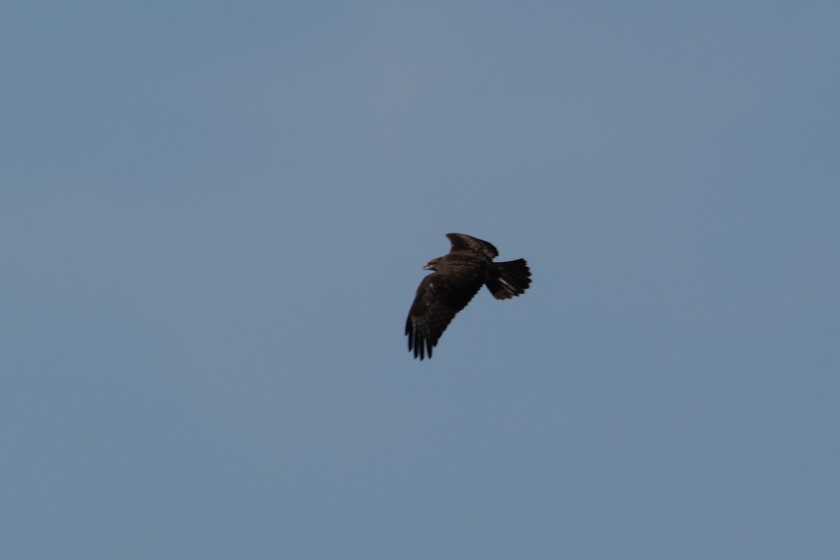 Common Buzzard - ML595300871