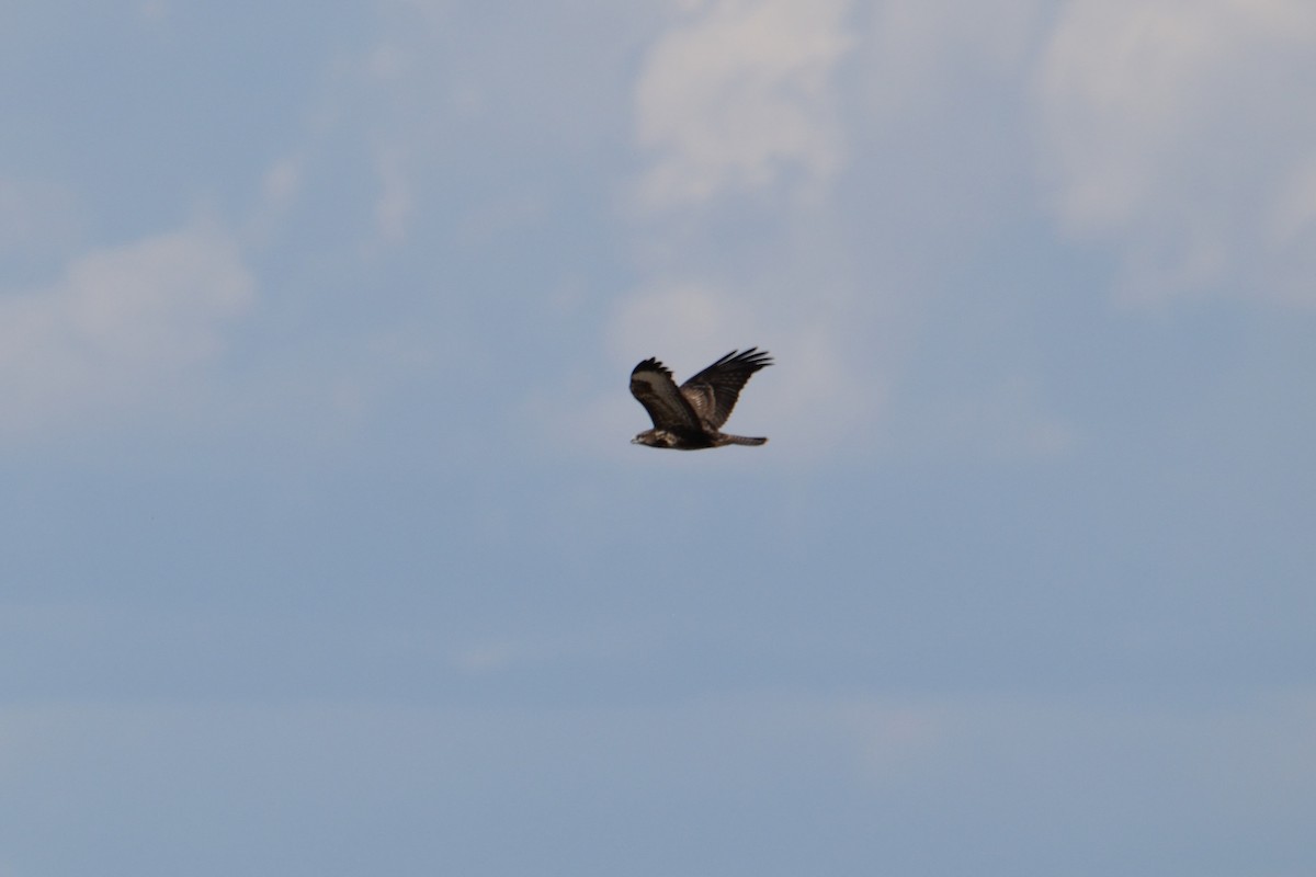 Common Buzzard - ML595300891