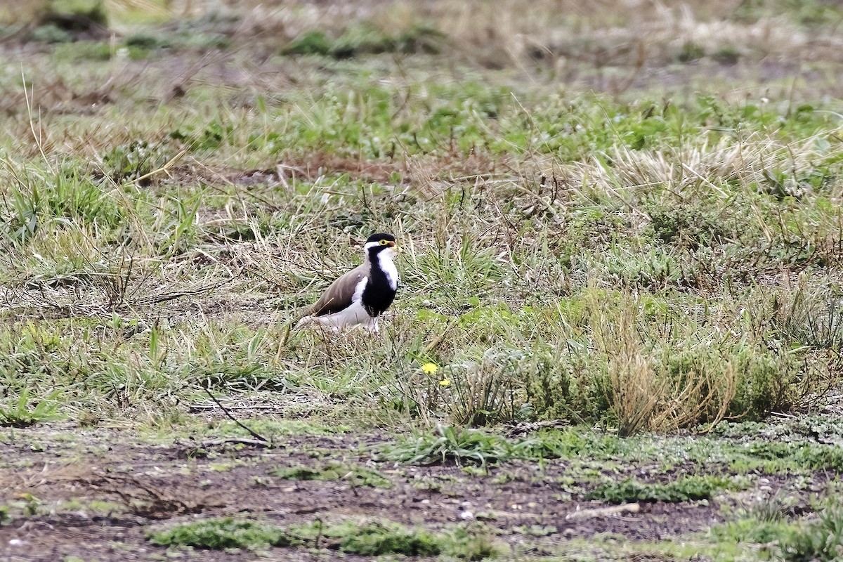 Banded Lapwing - ML595301001