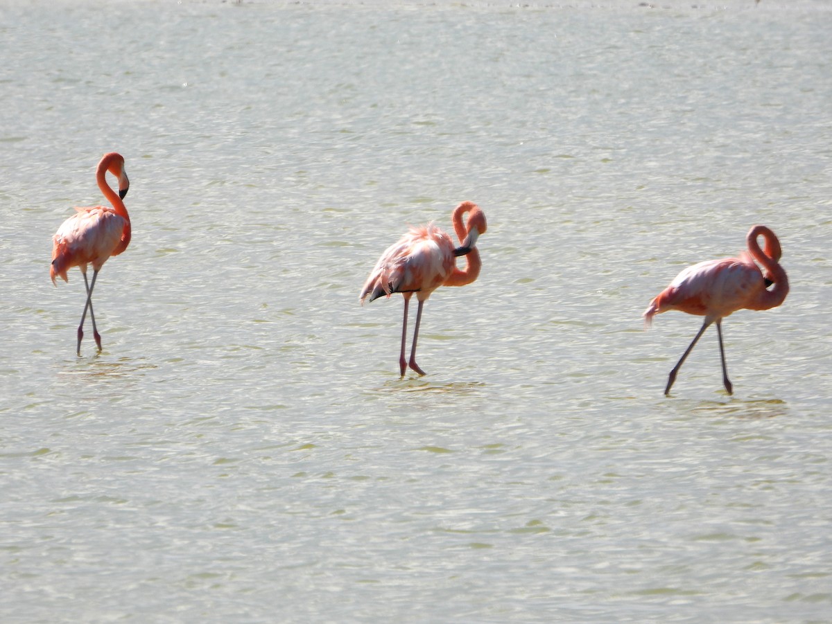 American Flamingo - bob butler