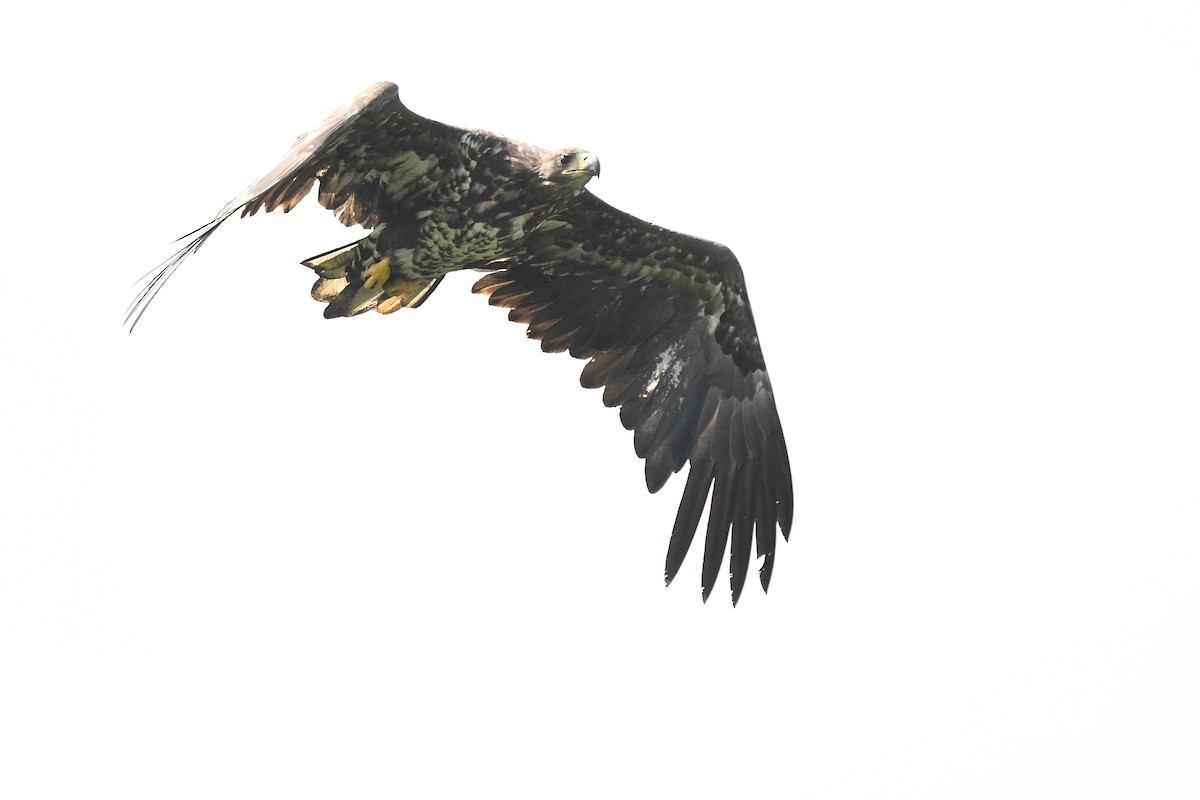 White-tailed Eagle - Jean-Roch Poutrieux