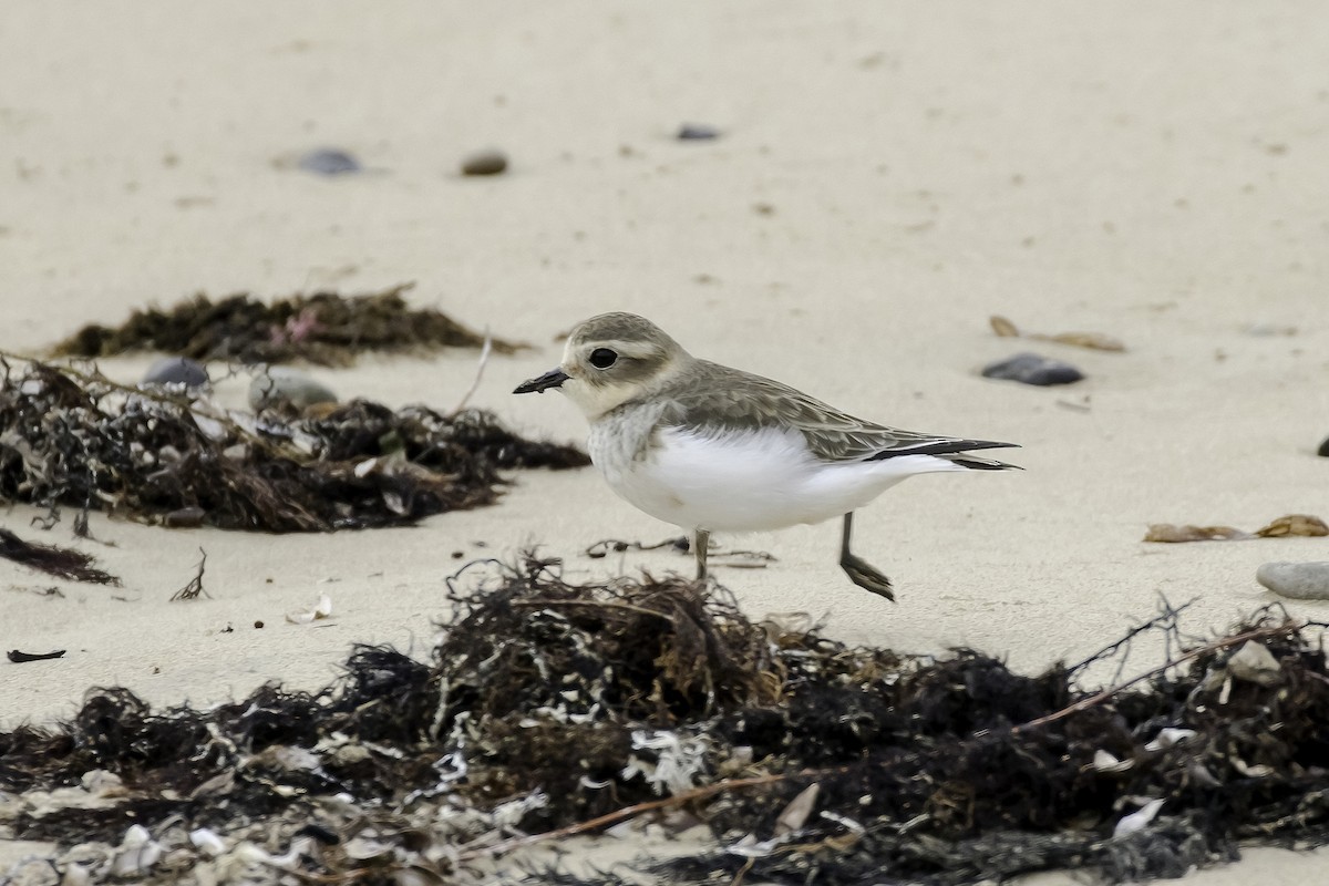 Double-banded Plover - ML595301441