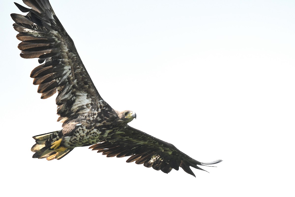 White-tailed Eagle - ML595301471