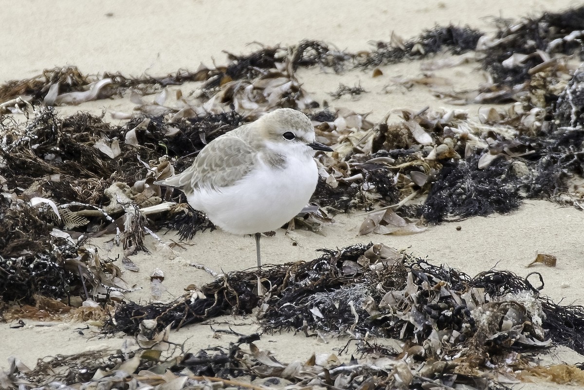 Red-capped Plover - ML595301481