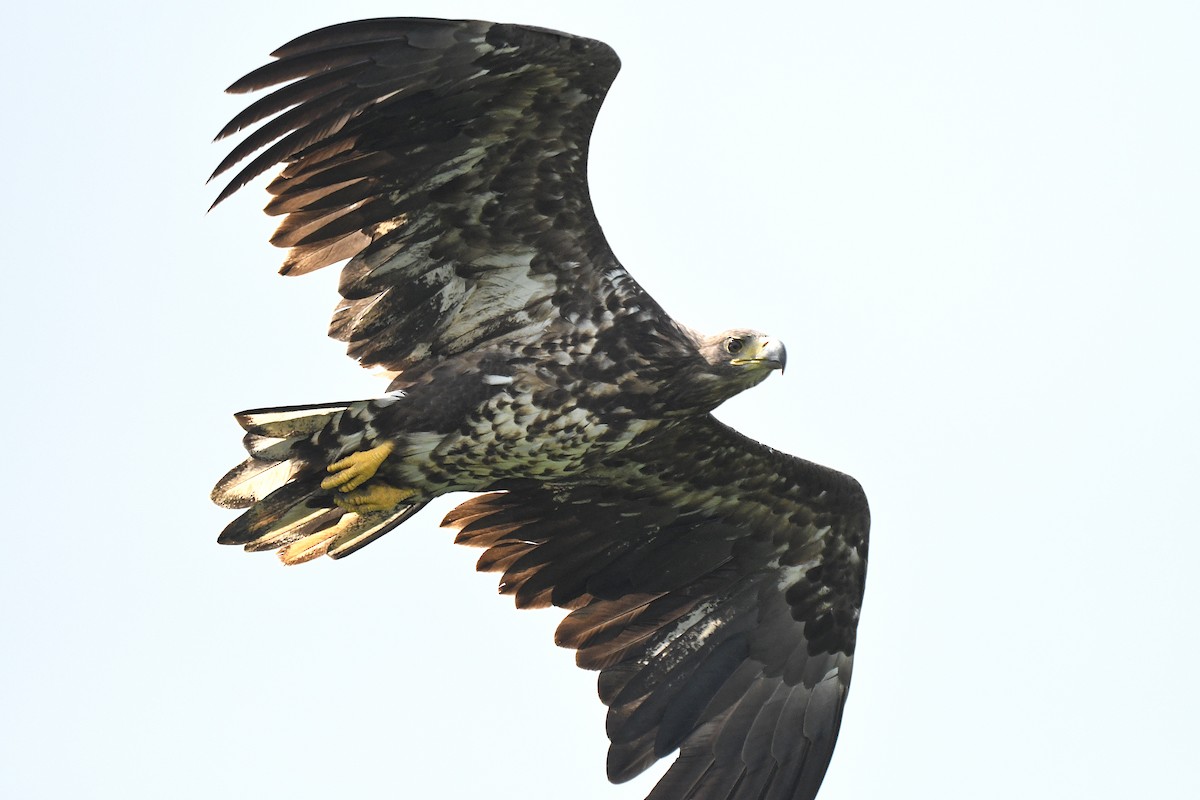 White-tailed Eagle - ML595301491