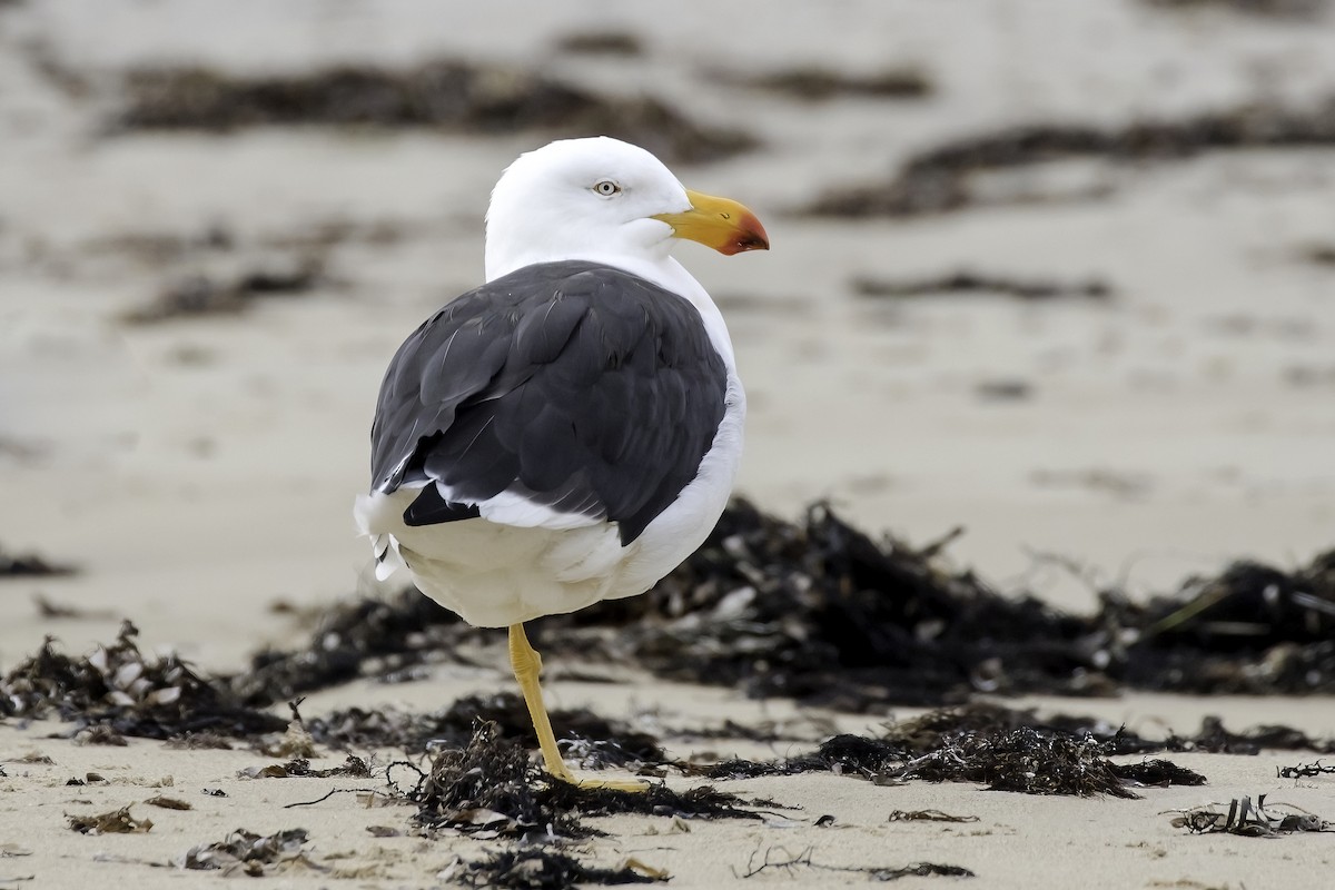 Pacific Gull - ML595301531