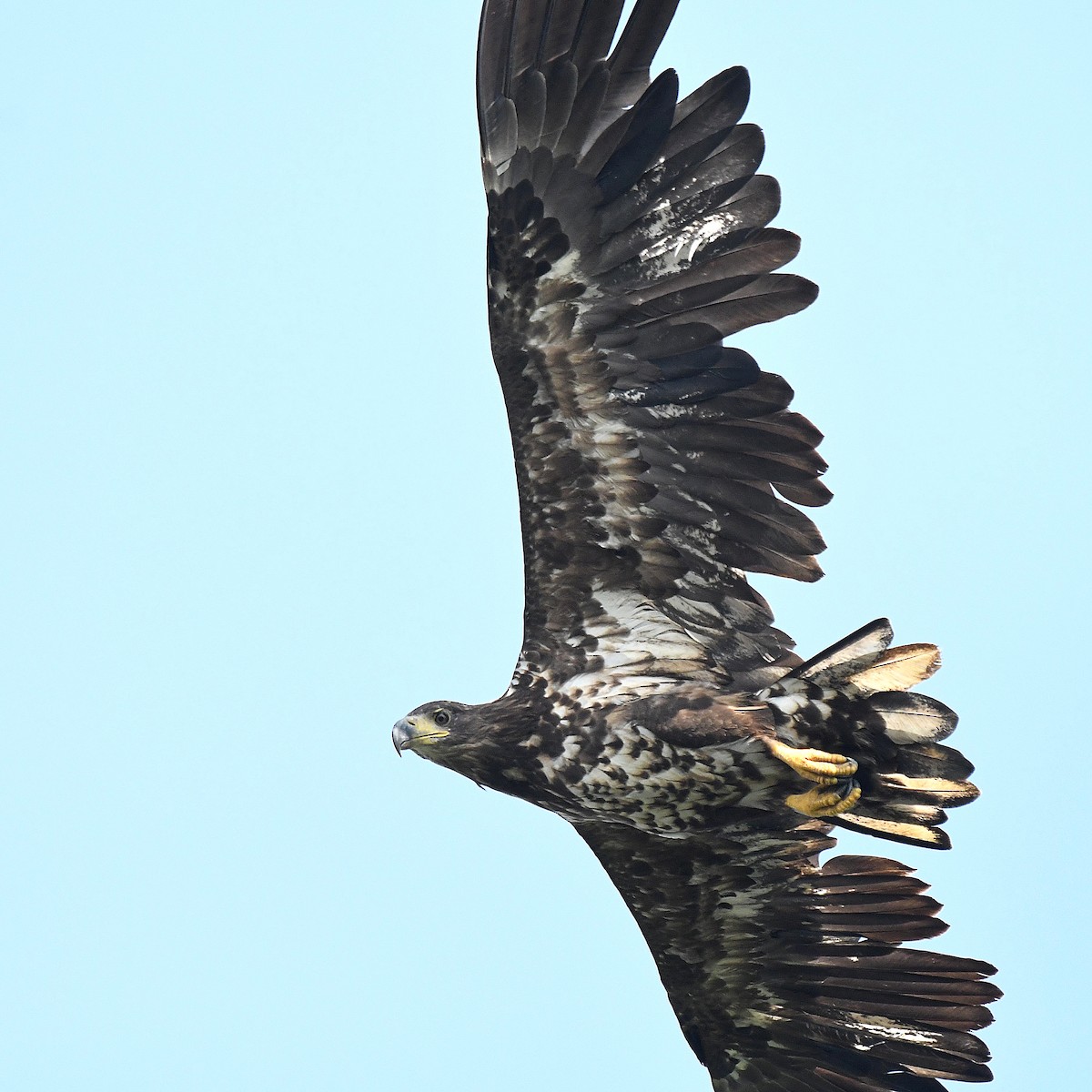 White-tailed Eagle - ML595301561