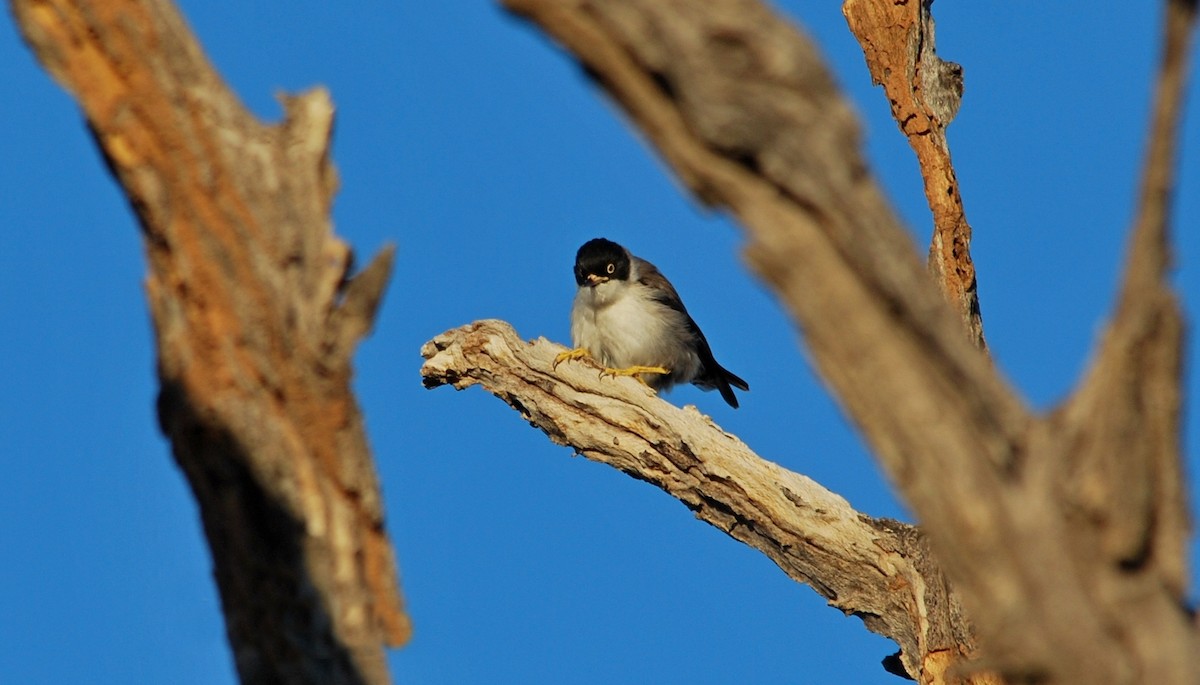 Varied Sittella (White-winged) - John Lowry