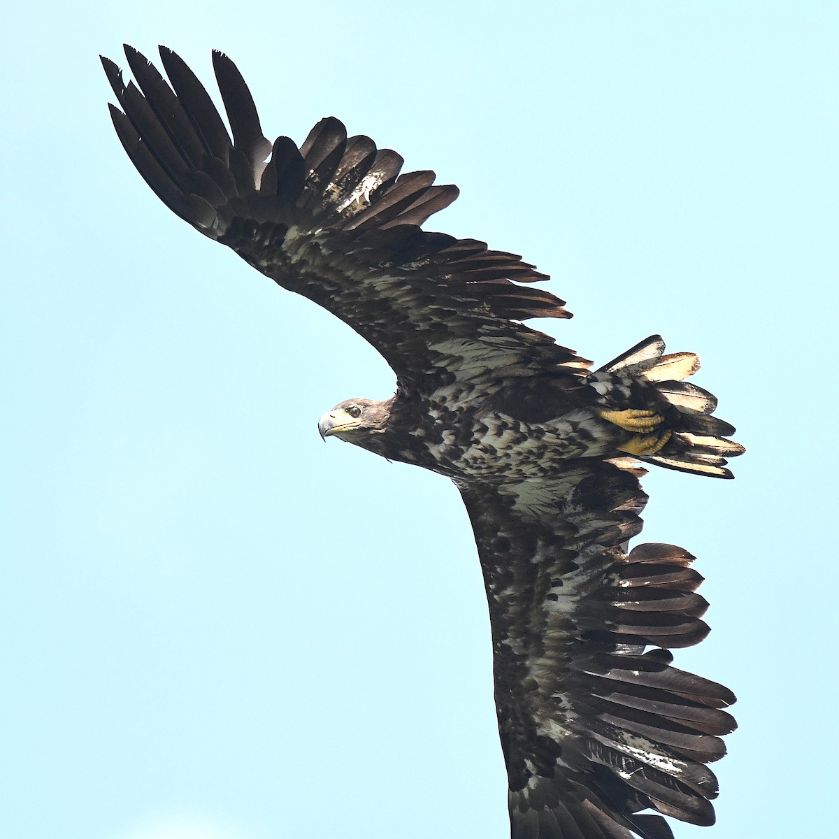 White-tailed Eagle - ML595301661