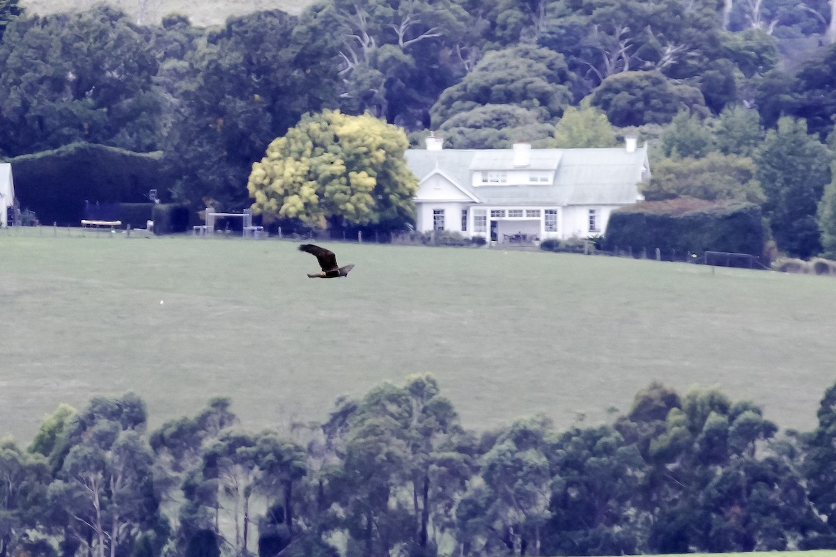 Swamp Harrier - ML595301821